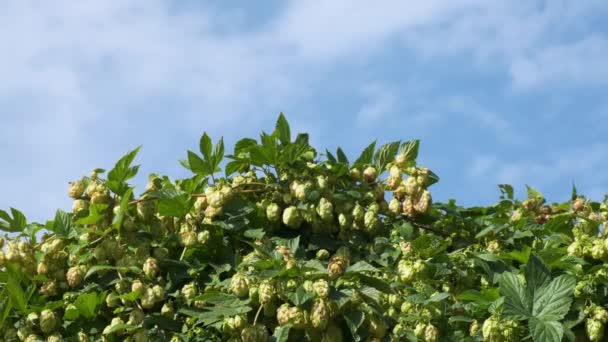 晴れた日に屋外でフィールド上の緑の新鮮なホップコーンのクローズアップ ホップは ビール 漢方薬を作るための農業植物です — ストック動画