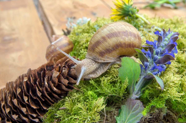 Snail Green Moss Flowers — Stock Photo, Image