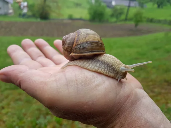 Man Holding Snail His Hand — Stock Photo, Image