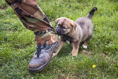 Melez rottweiler köpek sahibi pantolon bacak ile çalış 
