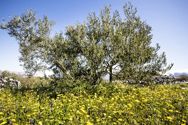 Olive Grove Med Blossom Gula Maskrosor Våren Brac Kroatien — Stockfoto
