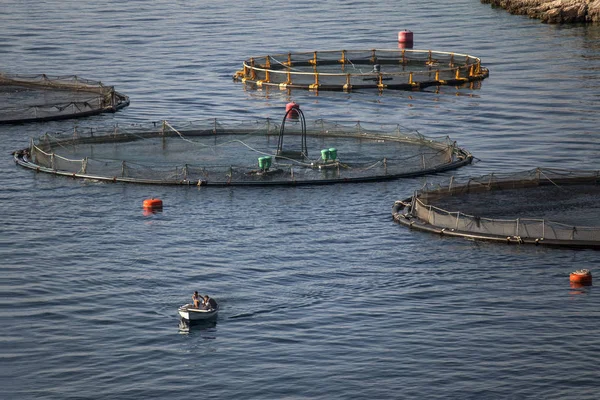 在克罗地亚布拉克岛的海湾养鱼场用小船在笼子里喂鱼 — 图库照片