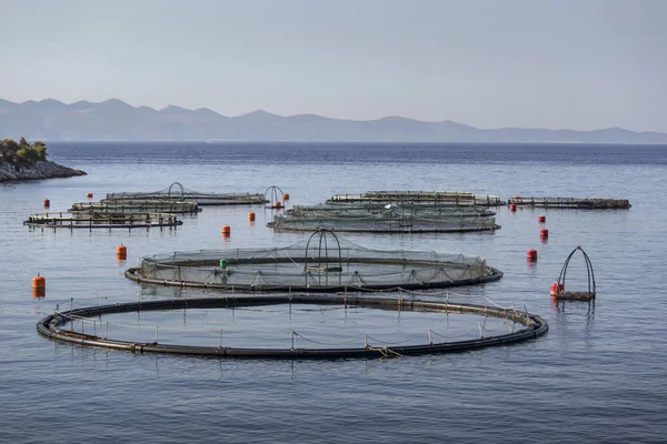 Jaulas Redondeadas Para Cría Dorada Lubina Piscicultura Sureste Isla Brac — Foto de Stock