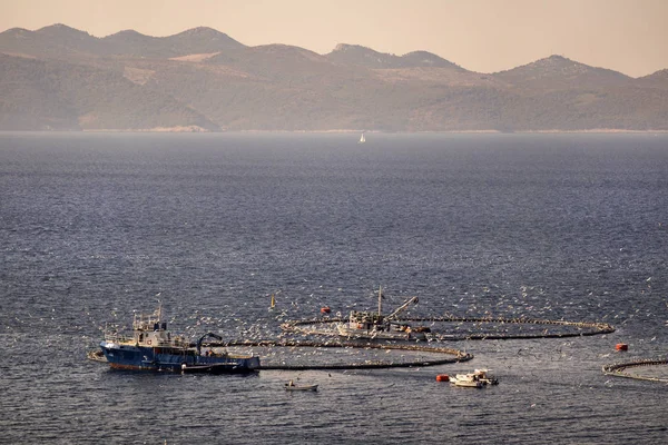 Δύο Βάρκες Σίτιση Τόνου Κλουβιά Στο Ιχθυοτροφείο Μπροστά Από Νήσος — Φωτογραφία Αρχείου