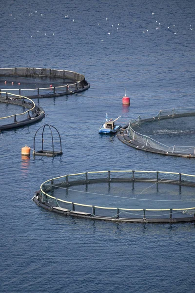 Alimentazione Del Pesce Gabbie Piccola Barca Allevamento Ittico Nella Baia — Foto Stock