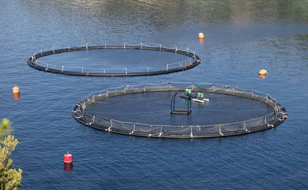 Afgeronde Kooien Voor Fokkerij Van Zeebrasem Zeebaars Visteelt Het Zuidoosten — Stockfoto