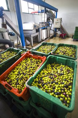 Zeytinyağı üretim hattı, giriş zeytin fabrikasında detay