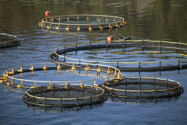 Rounded Cages Breeding Sea Bream Sea Bass Fish Farming South — Stock Photo, Image