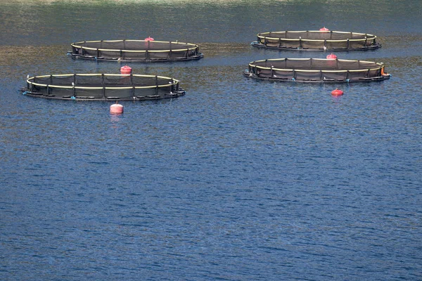 在克罗地亚海岛的东南部养殖鱼和鲈鱼的圆形网箱用于鱼类养殖 — 图库照片