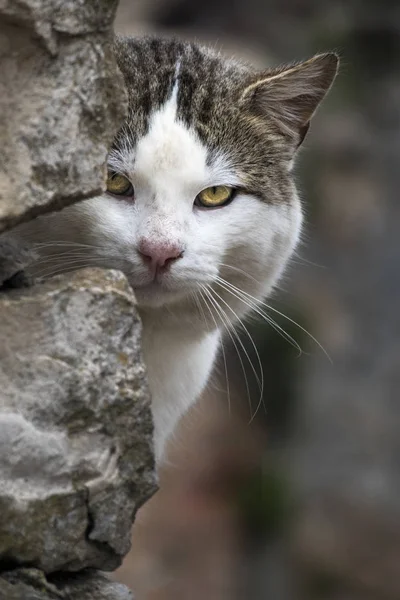 Gato Branco Preto Cinza Com Olhos Amarelos Curiosamente Espreitar Atrás — Fotografia de Stock