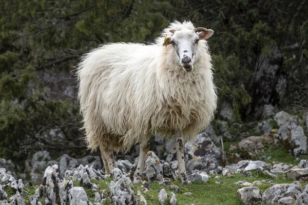 Schapen Weide Van Arme Rotsige Eiland Brac Kroatië — Stockfoto