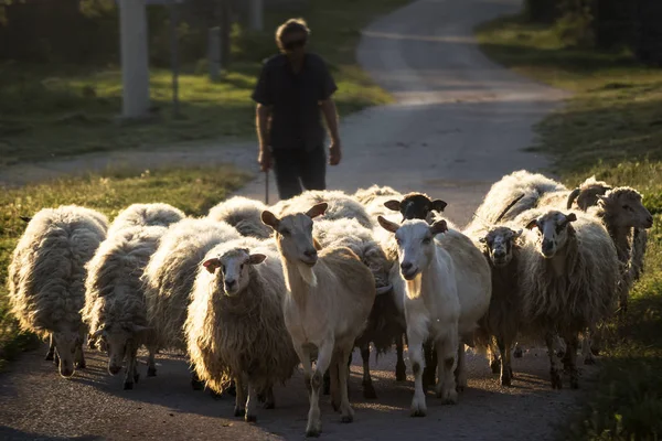 Silhouette Shepherd Herd Sheeps Goats Sunset — Stock Photo, Image