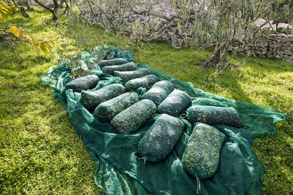 Zakjes Vol Vers Geplukte Olijven Groen Netto Olijfgaard Eiland Brac — Stockfoto