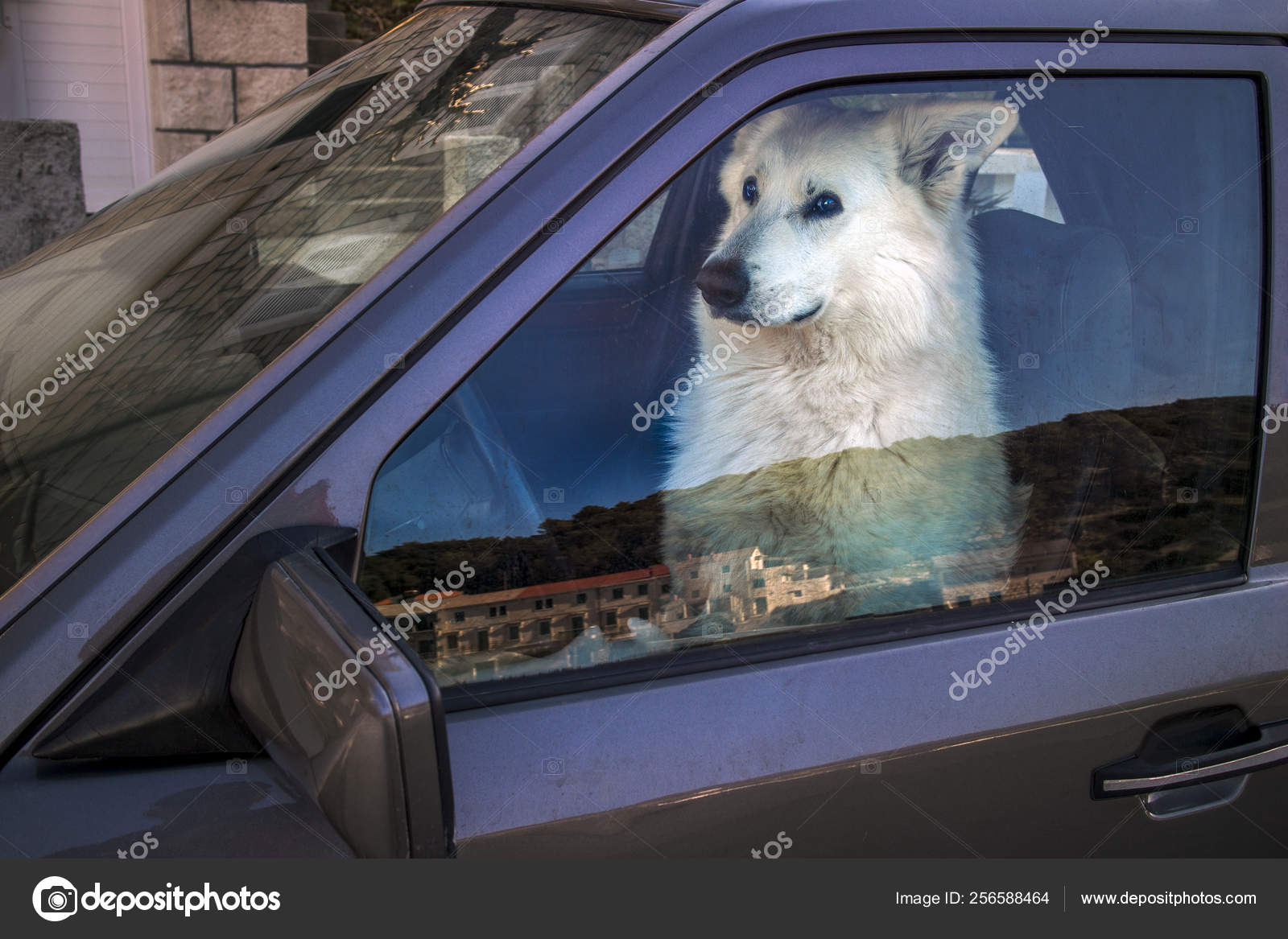 Dog in driver clearance seat