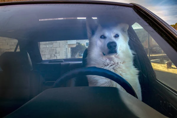 Weißer Hund Schweizer Schäferhund Sitzt Auf Fahrersitz Hinter Lenkrad Auto — Stockfoto