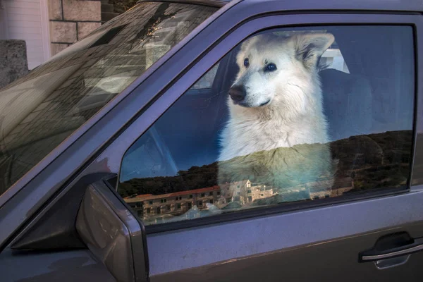 Arabanın direksiyonuna sürücü koltuğuna oturan beyaz köpek Isviçre çoban