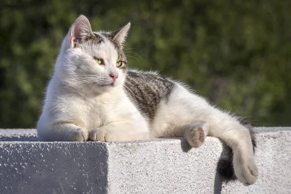 Gato Branco Preto Cinza Com Olhos Amarelos Descansando Parede Concreto — Fotografia de Stock