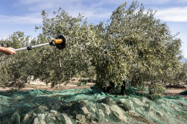 Ağ üzerinde Teleskopik elektrik makinesi ile zeytin toplama adam, Hırvatistan 'da Brac Adası