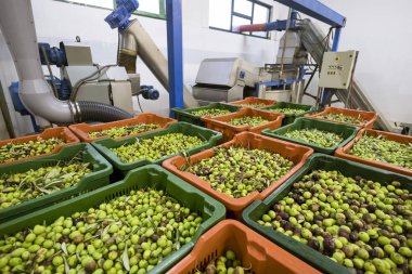 Zeytinyağı üretim hattı, giriş zeytin fabrikasında detay