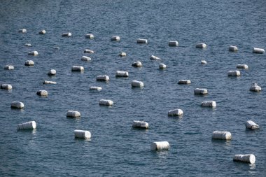 Hırvatistan 'da Adriyatik Denizi 'nde istiridye üretimi için şamandıralar