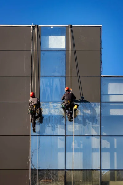 Two workers cleaning glass facade, hanging on rope like alpinist. Washing glass on sunny day.