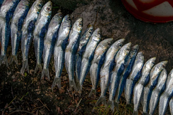 Sardinhas Espeto Grelhado Sobre Churrasco Delicadeza Ilha Vis Croácia String — Fotografia de Stock