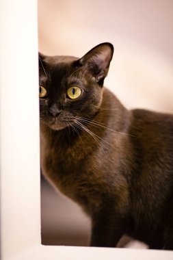 Kahverengi genç burmese kedi oynuyor.