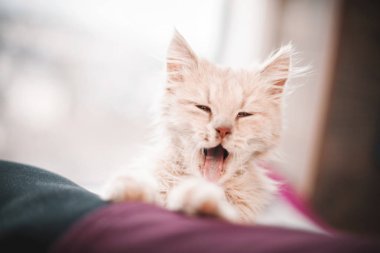 Beyaz tüylü küçük kedi yalan ve yawns.