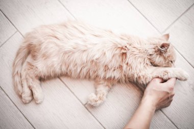 Beyaz pofuduk küçük kedi yerde oynuyor.