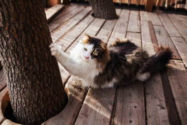 Benekli kabarık küçük kedi yalan terasta.