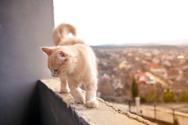 Balkonda küçük beyaz kedi.