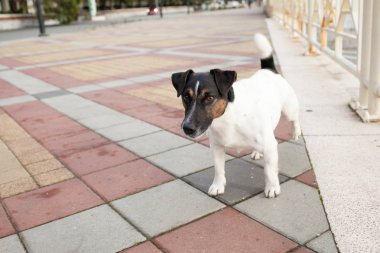 White small dog on the street.
