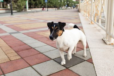 White small dog on the street.