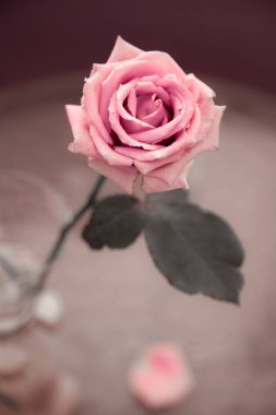 Bulanık gri arka planda bir açık pembe gül çiçeği.