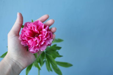 Pembe pion çiçeği.