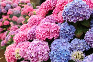 Pürüzsüz bir ortanca veya yabani hortensia mavi ve mor çiçekler bir üst görünümü.