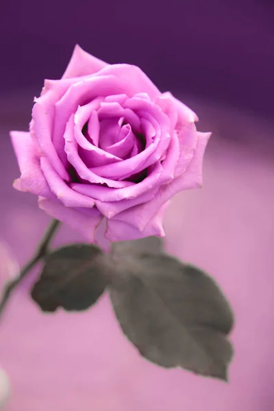 Une Fleur Rose Pale Sur Le Fond Gris Flou Gros Plan Bouquet Stock Photo