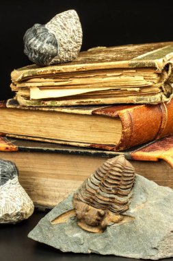 fosil trilobite Künye tortu içinde. Bir dizi tarih. Fosil trilobite kaya