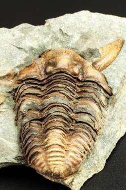 fosil trilobite Künye tortu içinde. Bir dizi tarih. Fosil trilobite kaya