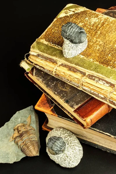 Fossiler Trilobiten Abdruck Sediment Ein Abdruck Der Geschichte Fossiler Trilobit — Stockfoto