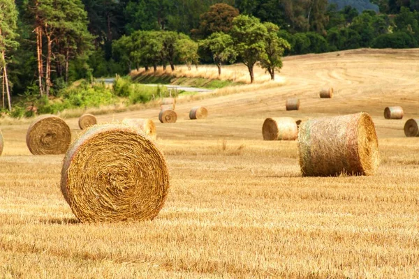 Straw Bales Field Forest Summer Day Farm Czech Republic Harvest — Stock Photo, Image