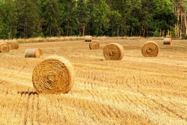 Fardos Palha Campo Floresta Dia Verão Fazenda República Tcheca Colheita — Fotografia de Stock