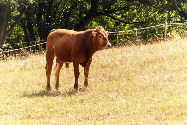 Krávy Pastvě Suché Suché Louky Horké Léto Čekání Déšť — Stock fotografie