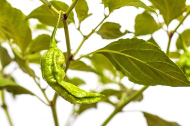 Olgunlaşmamış chili biber. Olgunlaşmamış biber çikolata Bhut Jolokia hayalet. Baharatlı baharat. Sebze tarımı. Sağlıklı baharat