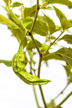 Olgunlaşmamış chili biber. Olgunlaşmamış biber çikolata Bhut Jolokia hayalet. Baharatlı baharat. Sebze tarımı. Sağlıklı baharat.