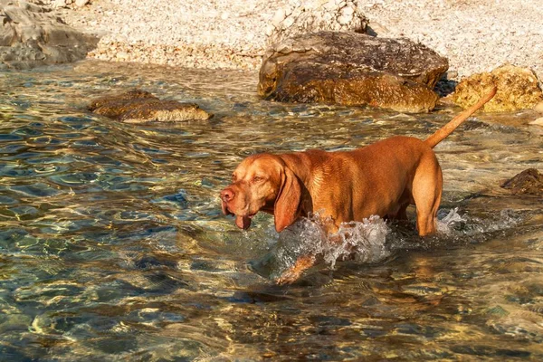Wskaźnik Węgierski Wyżeł Pływa Morzu Pies Gra Wodzie Szkolenia Psów — Zdjęcie stockowe