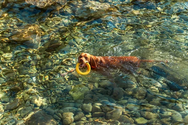 Hungarian Pointer Vizsla Swims Sea Dog Plays Water Dog Training — Stock Photo, Image