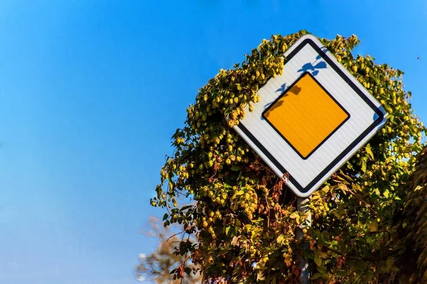 Priority road, european traffic sign against the clear blue sky. Traffic sign covered with hops. — Stock Photo, Image