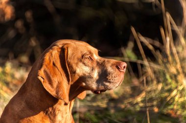 Macar işaretçi. Sonbahar avcı. Dog Head'a detayını. Av köpeği Vizsla