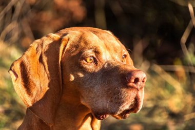 Macar işaretçi. Sonbahar avcı. Dog Head'a detayını. Av köpeği Vizsla